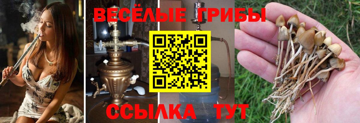 купить наркотик  Вход с VPN  Галлюциногенные грибы прущие грибы  Спасск-Дальний  Галлюциногенные грибы Cubensis 